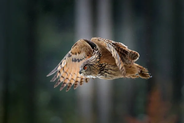 Eagle Owl Landing Snowy Tree Stump Forest Flying Eagle Owl — Stock Photo, Image