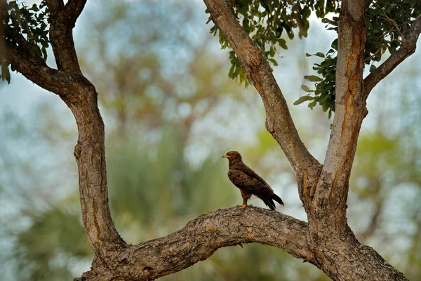 Μαύρος Χαρταετός Στην Αφρική Στο Μεγάλο Δέντρο Milvus Μετανάστες Καφέ — Φωτογραφία Αρχείου