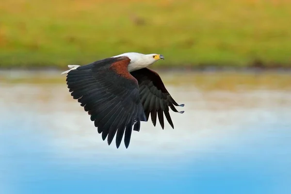 African Fish Eagle Haliaeetus Vocifer Brown Bird White Head Fly — Stock Photo, Image