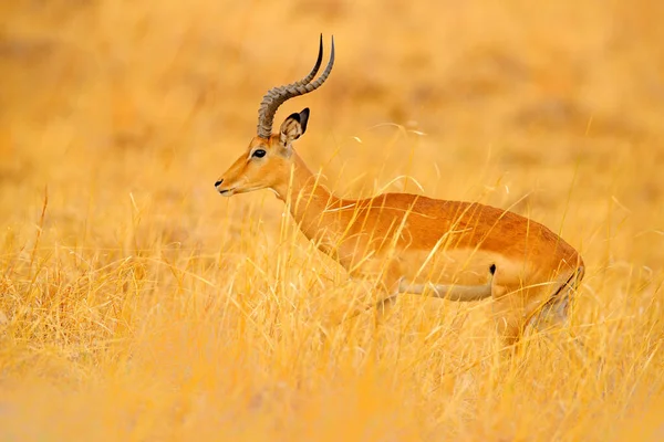 Antylopa Sawannie Trawiastej Okavango Rpa Impala Złotej Trawie Piękna Impala — Zdjęcie stockowe