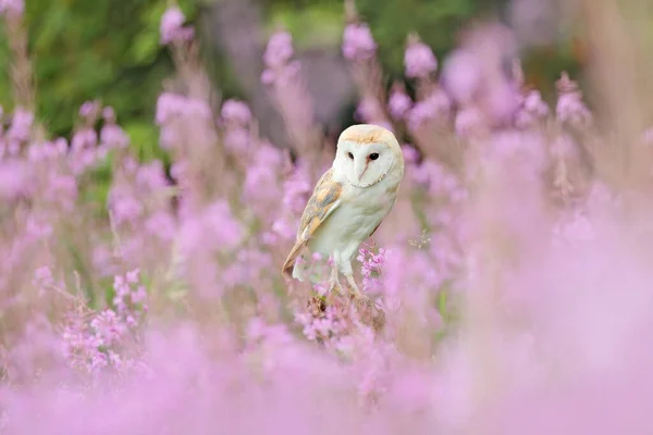 Wildlife spring art scene from nature with bird. Beautiful nature scene with owl and flowers. Barn Owl in light pink bloom, clear foreground and background, Czech Republic.