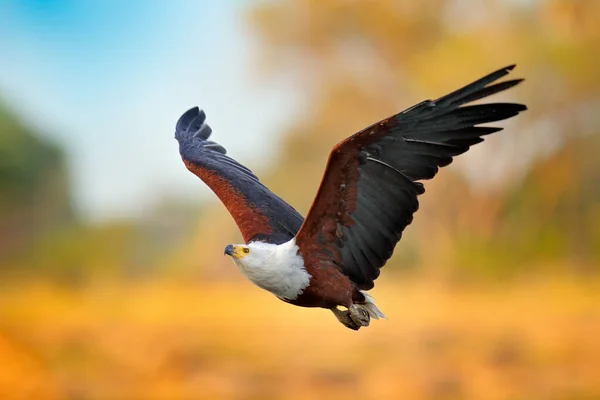 非洲鱼鹰 Haliaeetus Vocifer 褐色的鸟与白色的头苍蝇 鹰在湖水上方飞翔 来自非洲自然的野生动物场景 奥卡万戈三角洲 博茨瓦纳 — 图库照片