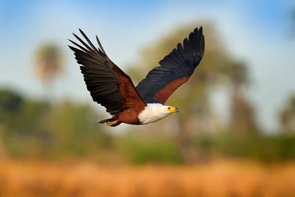 Африканский Орёл Haliaeetus Vocifer Коричневая Птица Белой Головой Полет Орла — стоковое фото