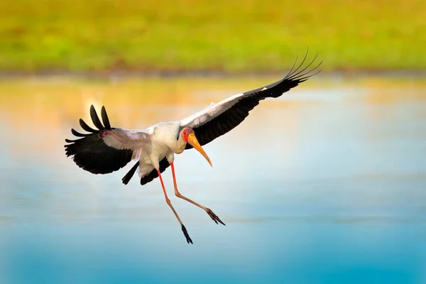 Cegonha Voa África Cegonha Bico Amarelo Mycteria Ibis Voo Acima — Fotografia de Stock