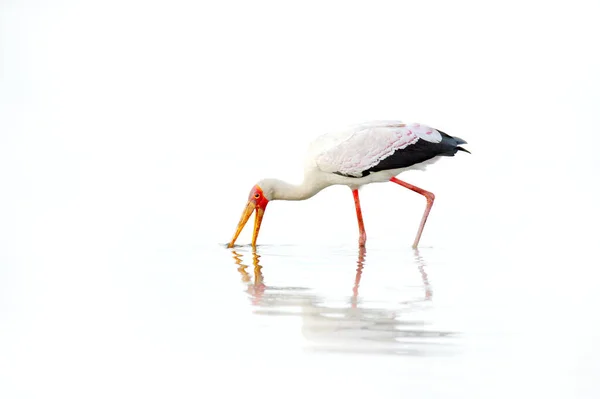 高调艺术照片 云雀在非洲飞行 黄嘴Stork Mycteria Ibis 在奥卡万戈三角洲湖中觅食 博茨瓦纳莫雷米 非洲有鸟的河流 红黄相间 — 图库照片