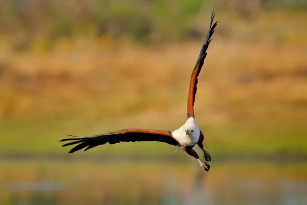 Afrykański Orzeł Haliaeetus Vocyfer Brązowy Ptak Białą Głową Lot Orła — Zdjęcie stockowe