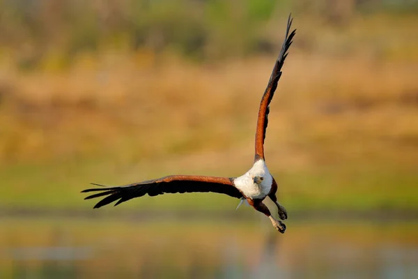 Африканський Рибалка Haliaeetus Vocifer Коричневий Птах Літає Білою Головою Політ — стокове фото