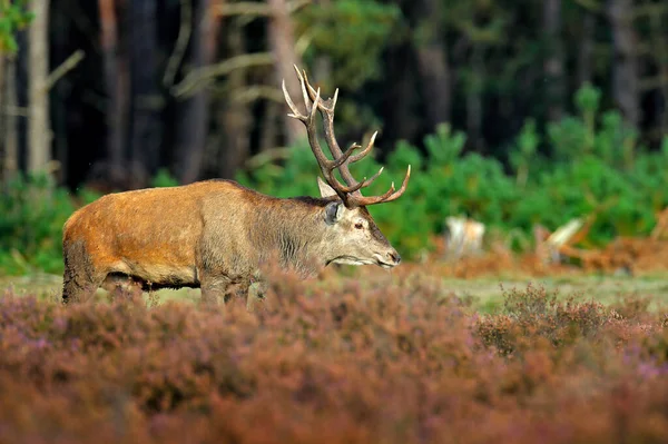 Veado Vermelho Época Rutting Holanda Grande Animal Habitat Floresta Cena — Fotografia de Stock