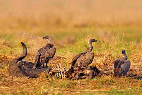 Vultures Bull Carcass White Backed Vulture Gyps Africanus Nature Habitat — Stock Photo, Image