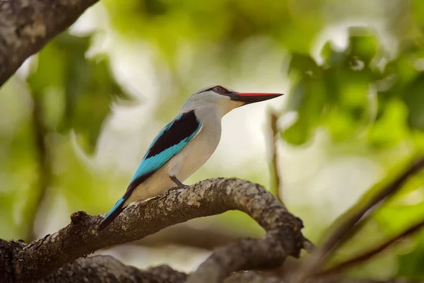 Woodland Kingfisher Halcyon Senegalensis Detalhe Pássaro Africano Exótico Sentado Ramo — Fotografia de Stock