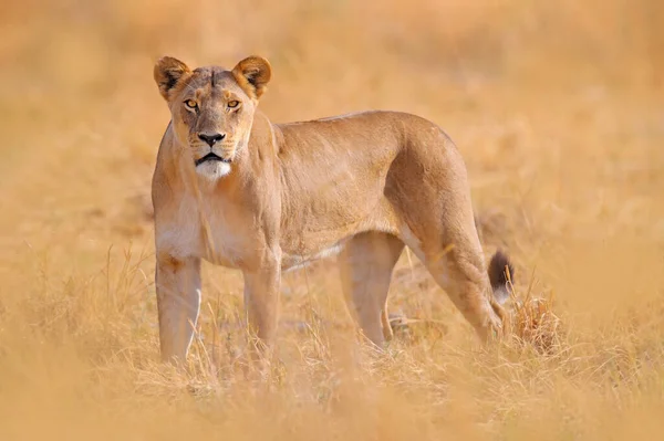 Safari África Grande Leão Fêmea Zangada Okavango Delta Botswana Leão — Fotografia de Stock