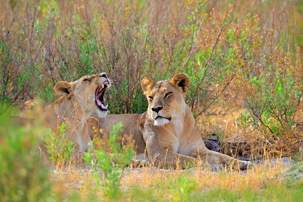 Safari África Gran León Enojado Okavango Delta Botswana León Africano — Foto de Stock