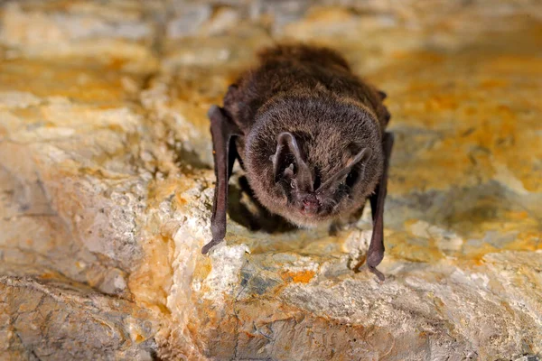 在自然洞穴的栖息地 捷克的Cesky Kras 地下动物吊在石头上 灰色岩石隧道中的野生动物场景 — 图库照片