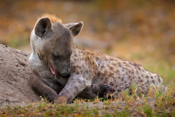 Fiatal Hiéna Kölyök Anyai Gondoskodás Hyena Család Részletes Portré Kiszúrt — Stock Fotó