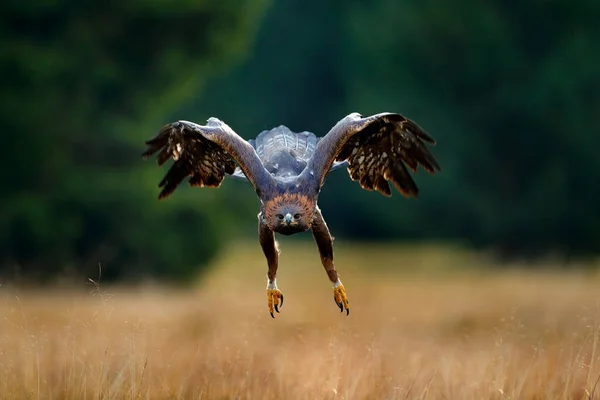 Golden Eagle Flying Blooming Meadow Big Bird Prey Open Wings — Stock Photo, Image