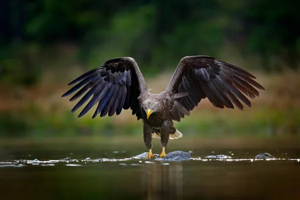 Seeadler Haliaeetus Albicilla Fliegt Über Dem Wasser Greifvogel Mit Wald — Stockfoto