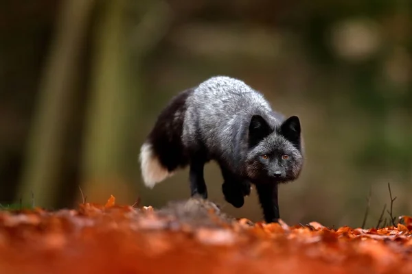 Zorro Negro Plateado Forma Rara Zorro Rojo Oscuro Jugando Bosque —  Fotos de Stock