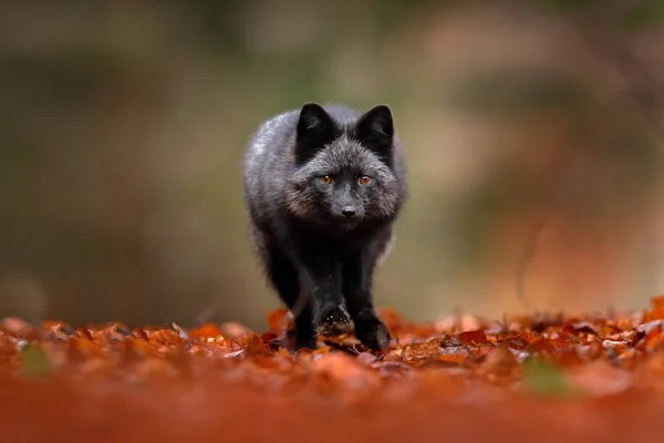 Black silver fox, rare form. Dark red fox playing in autumn forest. Wildlife scene from wild nature. Funny image from Russia. Cute mammal with black and white tail.