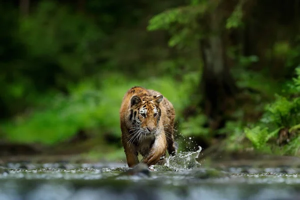 Tigre Corriendo Agua Animal Peligroso Tajga Rusia Animal Arroyo Del — Foto de Stock