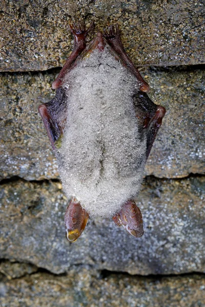 バットカバー水は毛皮の猫に落ちる 自然洞窟の生息地で大きなマウス耳のコウモリ Myotis Myotis Cesky Kras チェコ共和国 石から吊るされた地下動物 — ストック写真