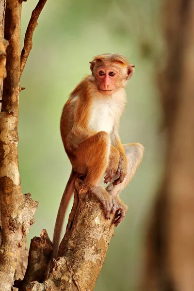 Toque Macaque Macaca Sinica Apa Med Kvällssol Makak Naturmiljö Wilpattu — Stockfoto