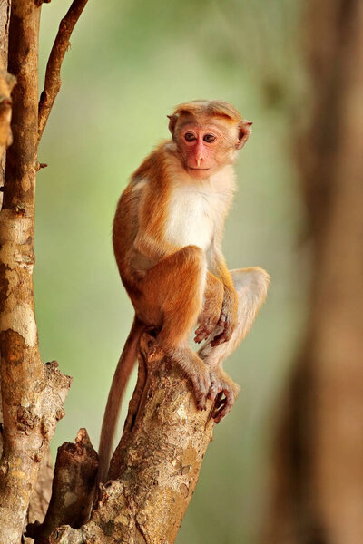 Toque macaque, Macaca sinica, monkey with evening sun. Macaque in nature habitat, Wilpattu NP, Sri Lanka. Wildlife scene from Asia. Beautiful forest in background.