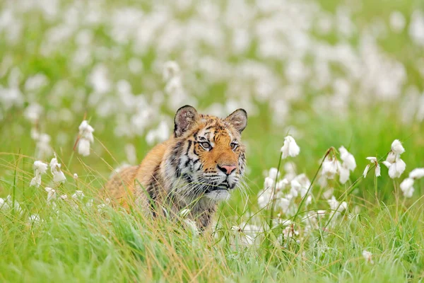緑の白い綿の草のアムールトラ狩り 危険な動物 タイガ ロシア 大きな猫が環境に座っている 野生動物の中の野生の猫 自然の森の生息地でシベリアトラ 霧の朝 — ストック写真