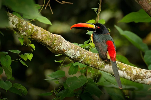 火で請求アラカリ Teroglossus Frantzii 大きな法案を持つ鳥 コスタリカの森の中の枝に座ることができます 中央アメリカでのバードウォッチング旅行 — ストック写真