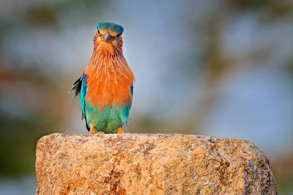 Roller Sedí Kameni Oranžovým Pozadím Pozorování Ptáků Asii Krásný Barevný — Stock fotografie