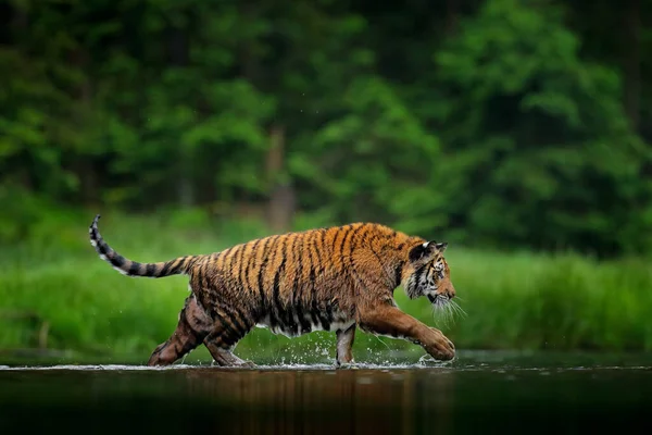 Naturaleza Taiga Tigre Caminando Agua Del Lago Animal Peligroso Tajga — Foto de Stock