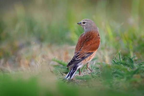 Carduelis Cannabinam Common Linnet Naturmiljön Brun Fågel Med Grått Huvud — Stockfoto