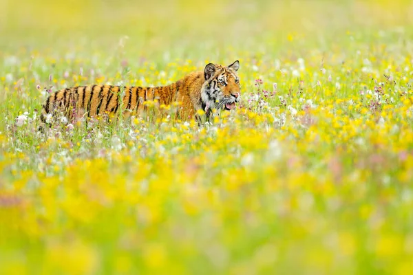 Flower meadow with tiger. Amur tiger walk in the cotton grass. Flowered meadow with dangerous animal. Wildlife from summer Russia. Big cat in the nature habitat, sunny day in spring.