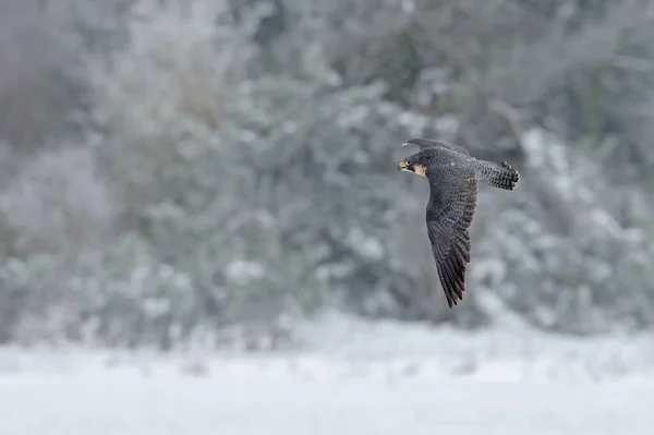 Peregrine Falcon Rovfågel Med Snö Sittande Den Vita Rime Tall — Stockfoto