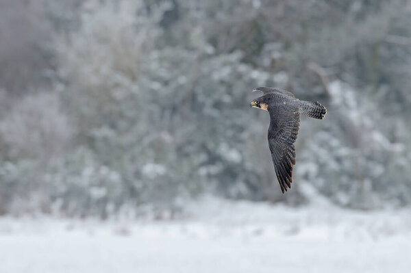 Peregrine Falcon, bird of prey with snow sitting on the white rime pine tree, dark green forest in background, action scene in the nature tree habitat, Germany, Europe.