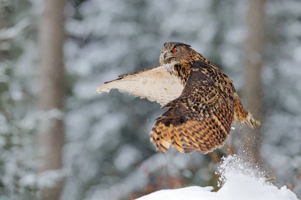 Сова Начинается Снега Летающая Сова Евразиец Открытыми Крыльями Снежном Лесу — стоковое фото
