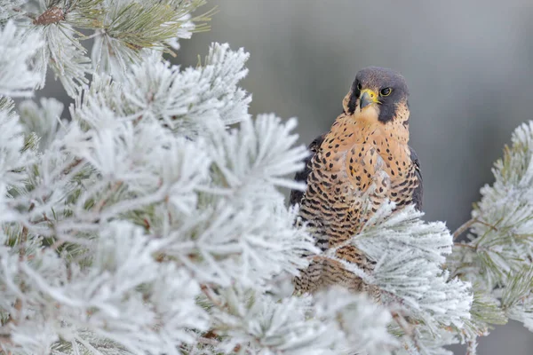 Peregrine Falcon Bird Prey Snow Sitting White Rime Pine Tree — Stock Photo, Image