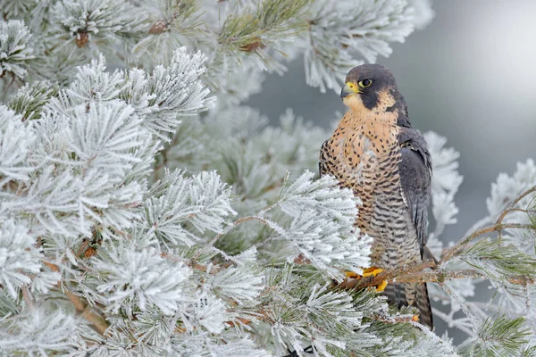 Falco Pellegrino Rapace Con Neve Seduta Sul Pino Bianco Foresta — Foto Stock