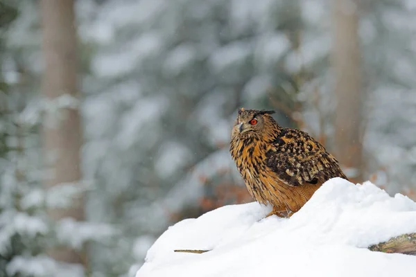 올빼미는 눈에서 겨울에 눈덮인 속에서 날개를 유라시아 독수리 올빼미 독일에서 — 스톡 사진
