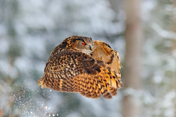 Búho Águila Eurasiático Volador Con Alas Abiertas Con Copos Nieve —  Fotos de Stock