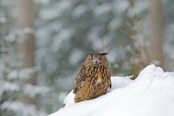 Сова Сидит Снегу Сова Евразиец Заснеженном Лесу Холодную Зиму Дикая — стоковое фото
