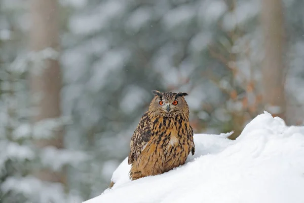 Hibou Assis Dans Neige Chouette Aigle Eurasie Dans Forêt Enneigée — Photo