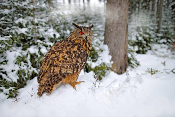 Fliegender Uhu Mit Offenen Flügeln Und Schneeflocken Verschneiten Wald Kalten — Stockfoto