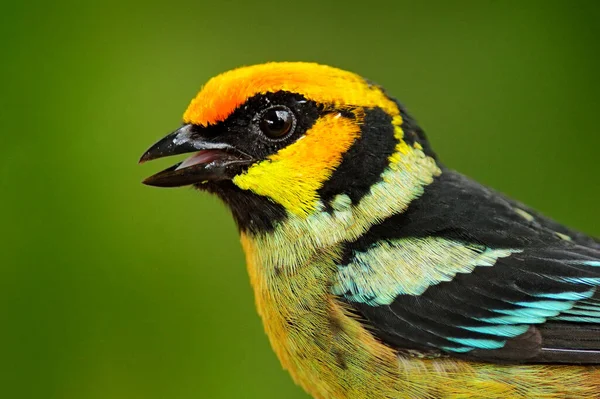 Vlammende Tanager Tangara Parzudakii Zittend Een Prachtige Mossige Tak Vogel — Stockfoto