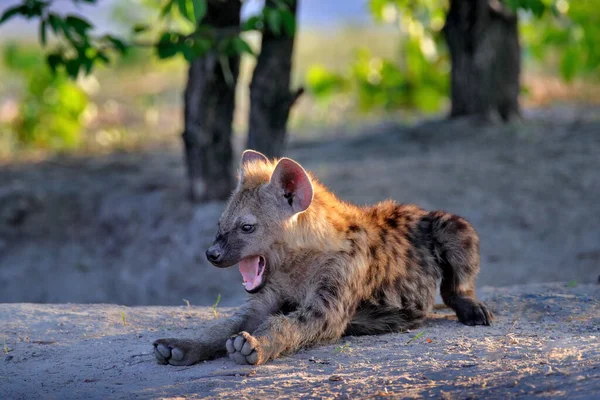 Ύαινα Βράδυ Φως Ηλιοβασίλεμα Hyena Λεπτομέρεια Πορτραίτο Εντοπίστηκε Ύαινα Crocuta — Φωτογραφία Αρχείου