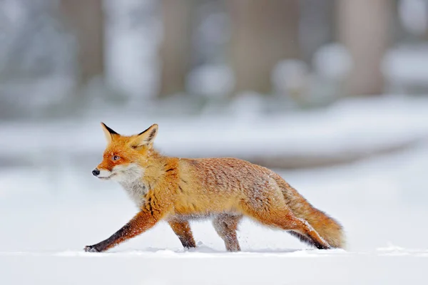 冬の自然 白い雪の中で赤いキツネ オレンジの毛皮のキツネと寒い冬 雪の牧草地で動物を狩る 美しいオレンジコート動物の性質 野生動物ヨーロッパ — ストック写真