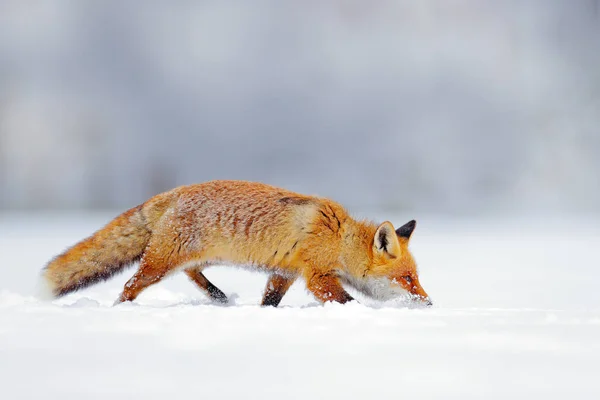 冬の自然 白い雪の中で赤いキツネ オレンジの毛皮のキツネと寒い冬 雪の牧草地で動物を狩る 美しいオレンジコート動物の性質 野生動物ヨーロッパ — ストック写真