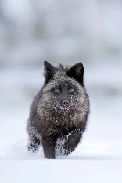 Black silver fox, vulpes vultes, rare form. Black animal in white snow. Winter scene with nice cute mammal. Fox in the snowy forest.