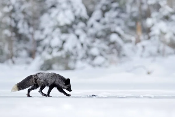 Sort Sølvræv Vulpes Vultes Sjælden Form Sort Dyr Hvid Sne - Stock-foto