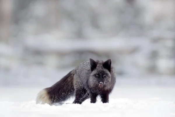 黑银狐狸 粗俗的庸俗 罕见的形式 在白雪中的黑色动物 冬季场景与可爱可爱的哺乳动物 雪地里的狐狸 — 图库照片