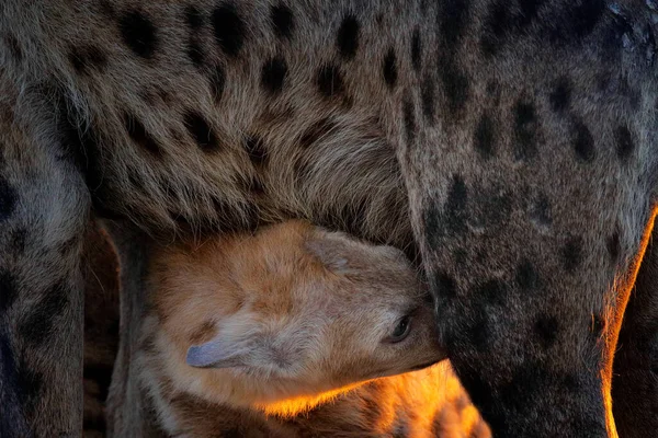 Junges Hyänenbaby Saugt Muttermilch Abendlicht Sambia Afrika Gefleckte Hyäne Crocuta — Stockfoto